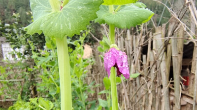 美丽吉安之赏花系列：乡村豌豆花开成风景