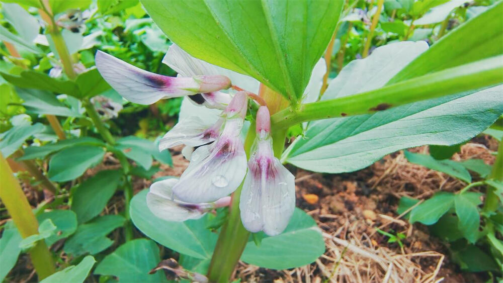 美丽吉安之赏花系列：蚕豆花开 绽放浪漫