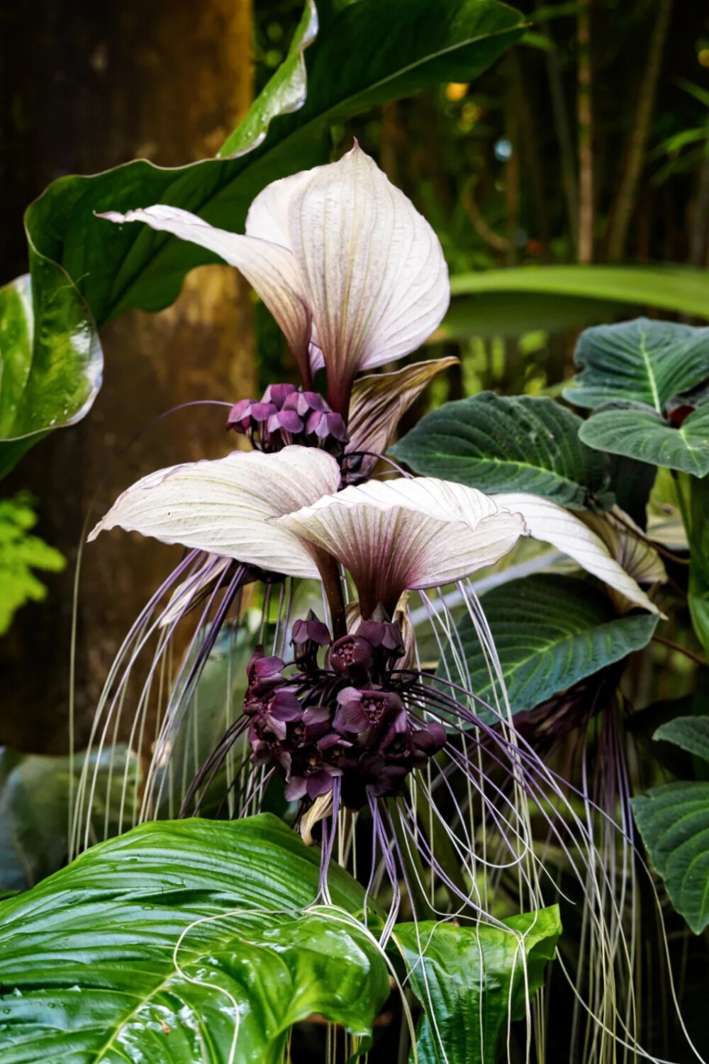 云南热带雨林中繁茂的老虎须.@视觉中国