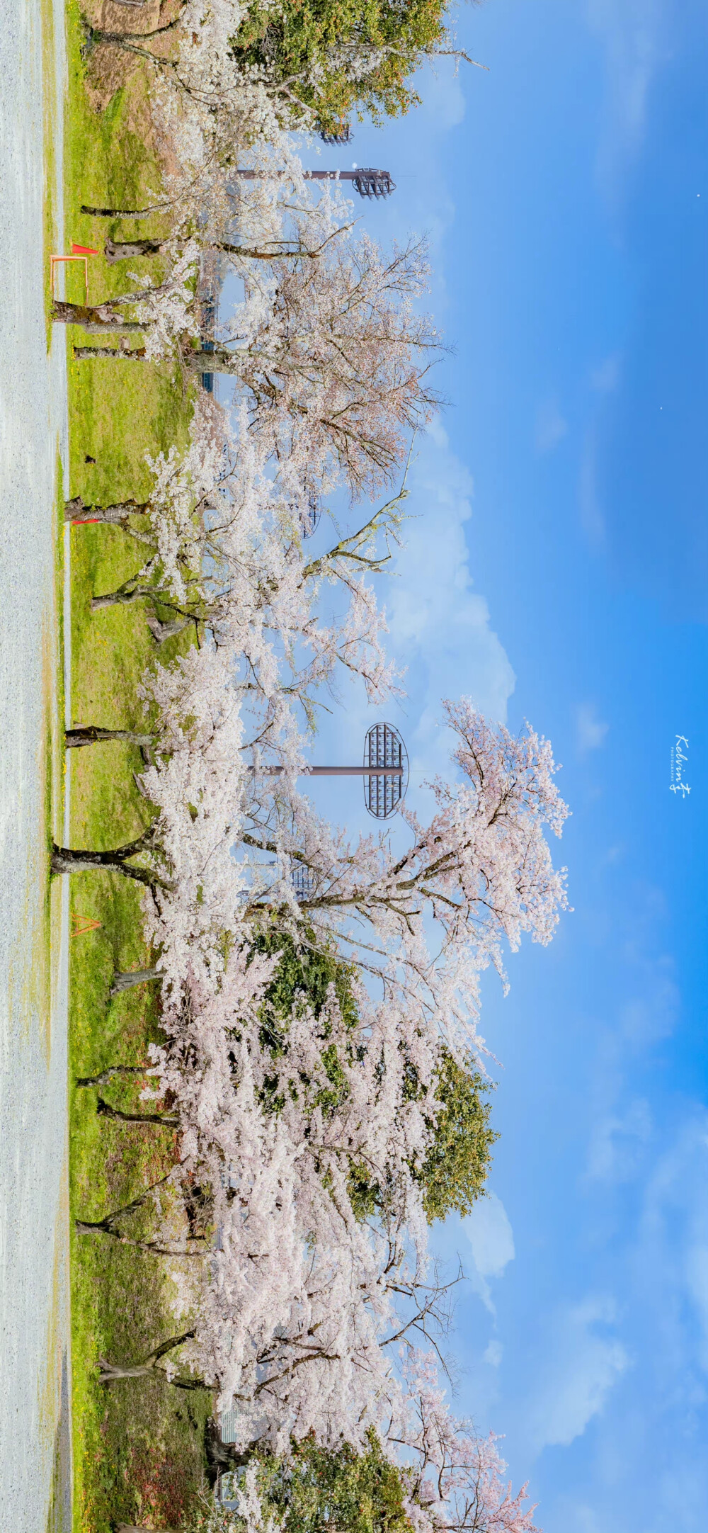 春日限定的怦然心动
「樱花.」