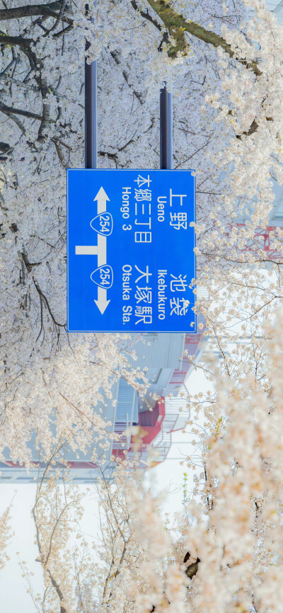 春日限定的怦然心动
「樱花.」