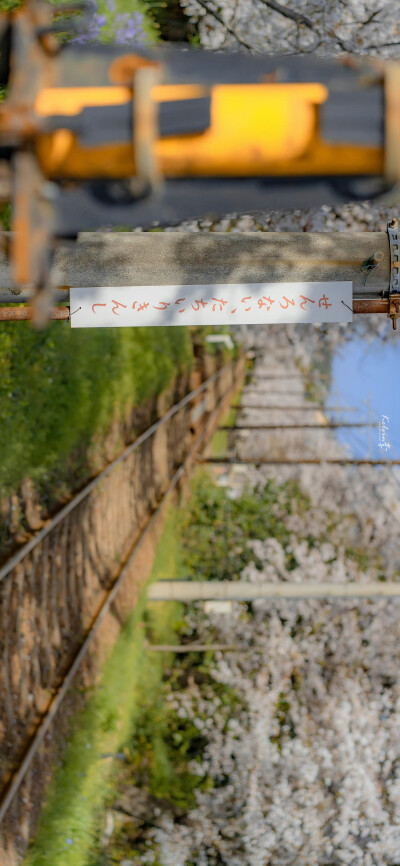 春日限定的怦然心动
「樱花.」