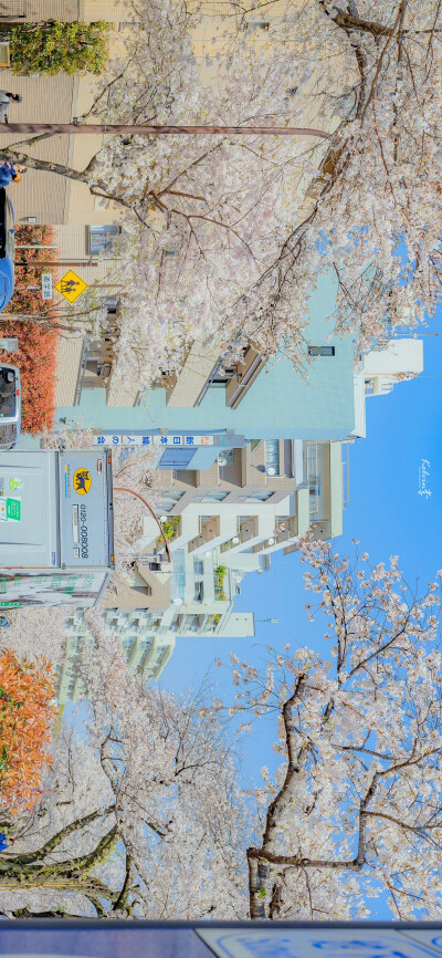 春日限定的怦然心动
「樱花.」