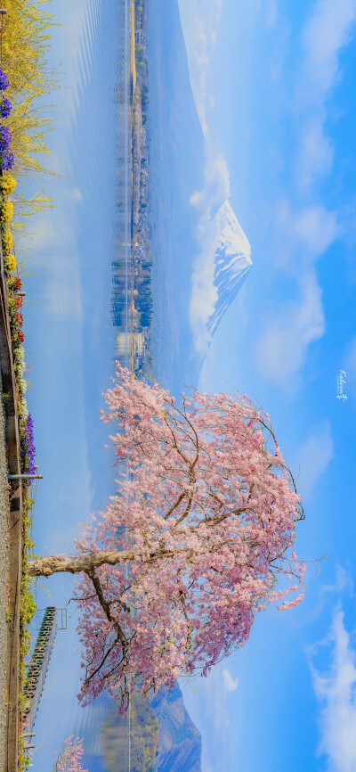 春日限定的怦然心动
「樱花.」