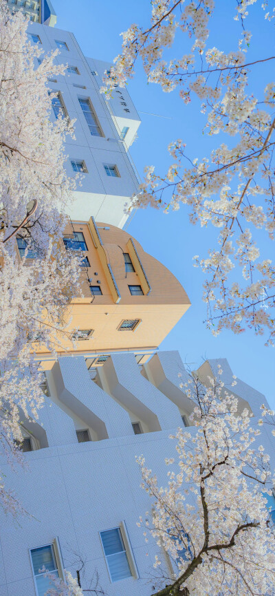 春日限定的怦然心动
「樱花.」