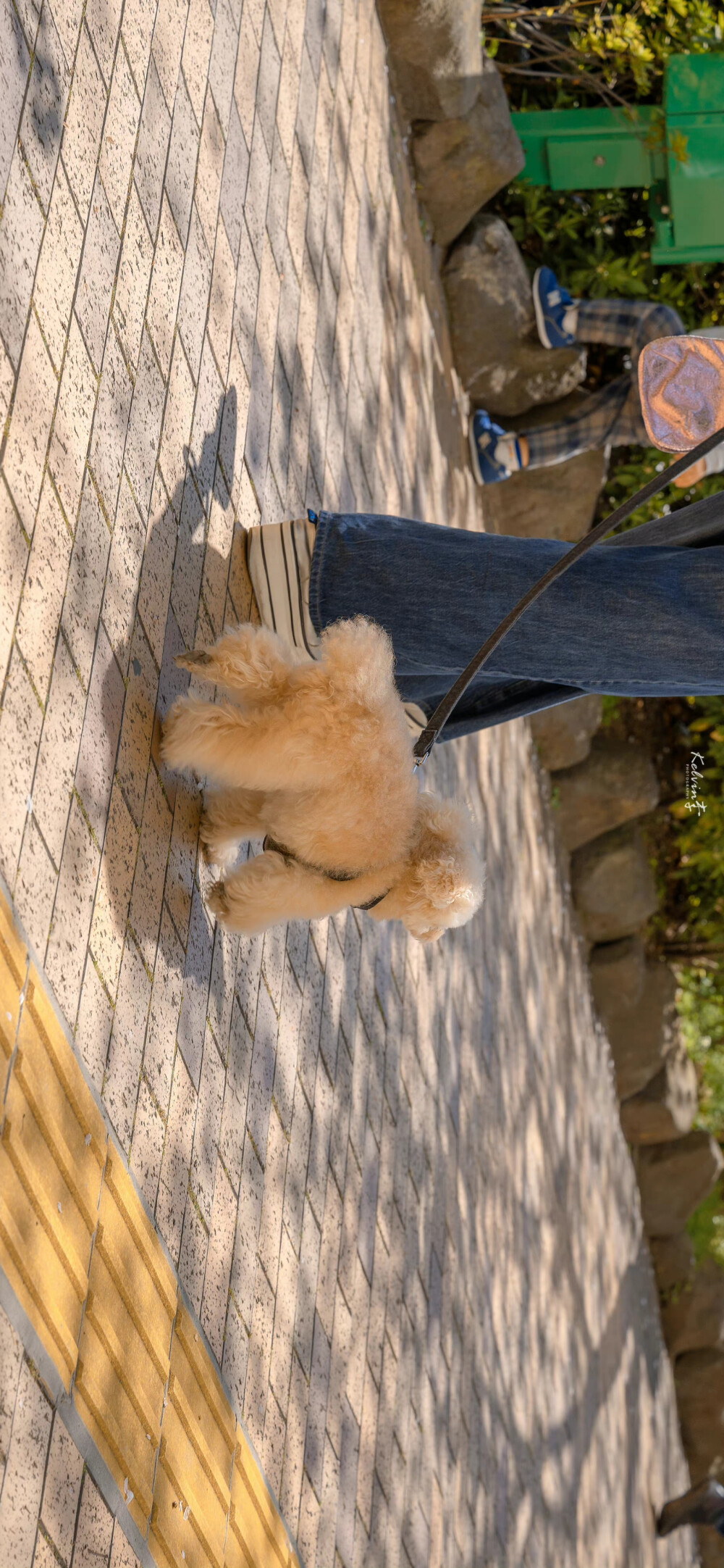 春日限定的怦然心动
「樱花.」