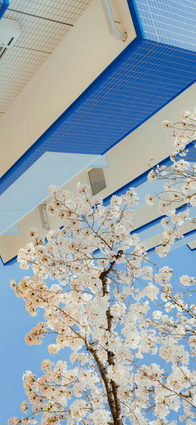 春日限定的怦然心动
「樱花.」