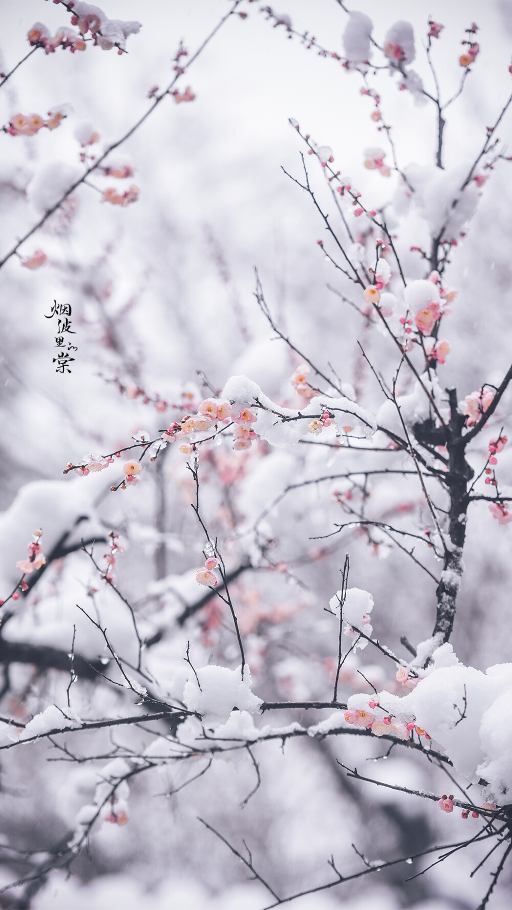 雪