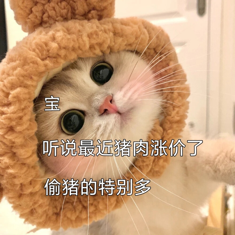 猫咪表情包