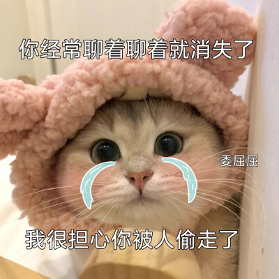 猫咪表情包