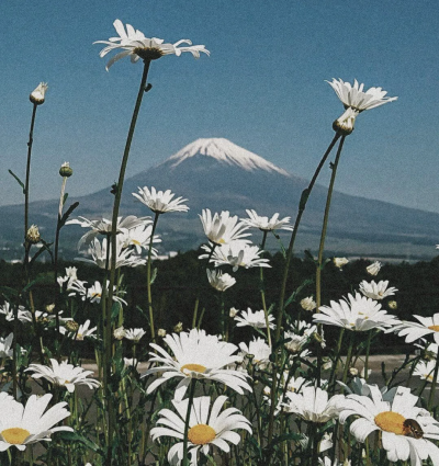 富士山