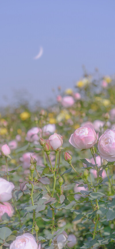 鲜花系列壁纸♥
下次见面给我带一束花吧