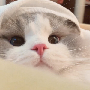 动漫