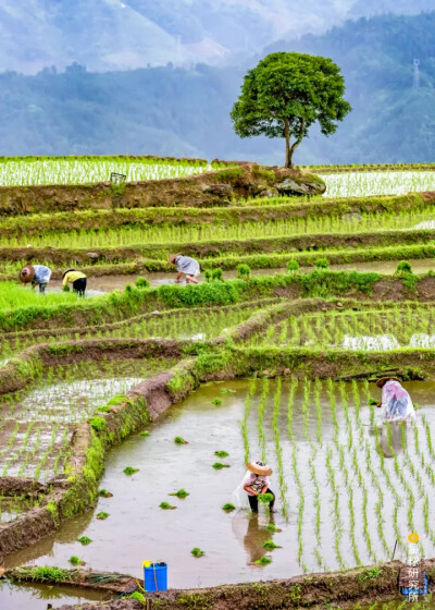 农民插秧情景 ※ @马红兵