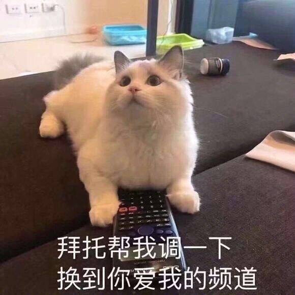 猫狗