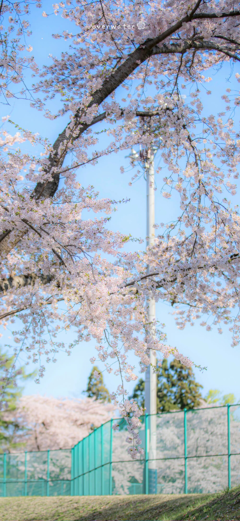 樱花壁纸