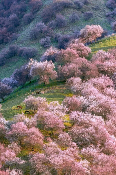 伊犁※杏花沟，世界上最大野生杏花林