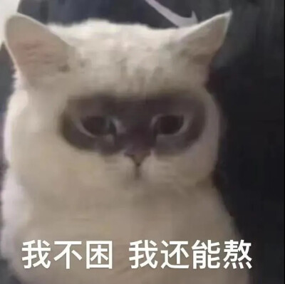 猫咪表情包