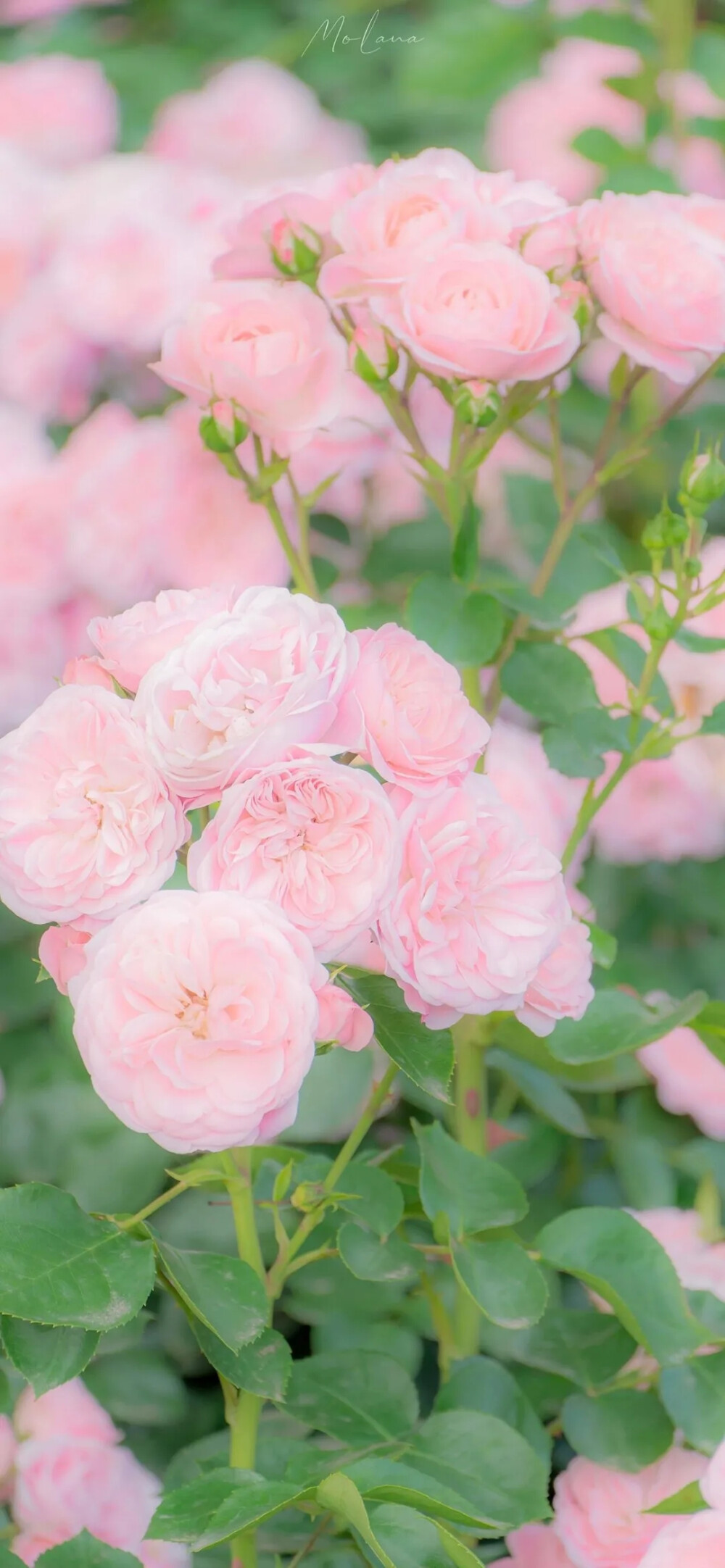 壁纸小雏菊