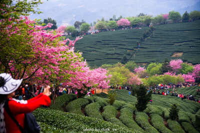 永福樱花园