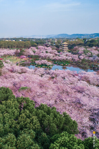 东湖之畔樱花盛开