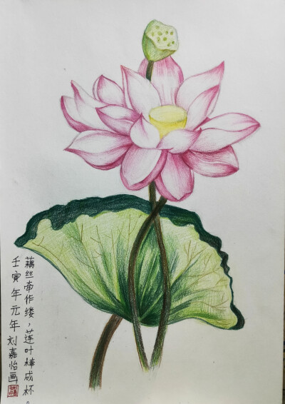 彩铅荷花艺彩时光