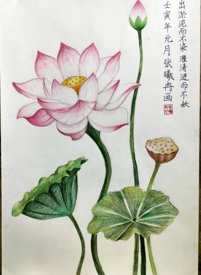 彩铅荷花艺彩时光