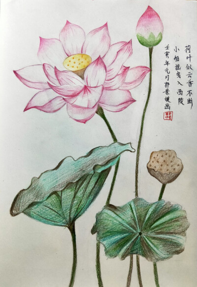 彩铅荷花艺彩时光
