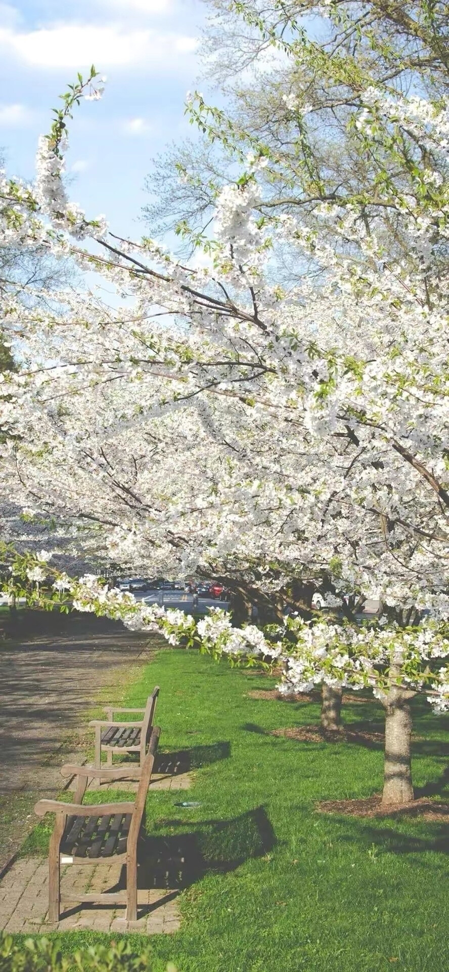 花花草草