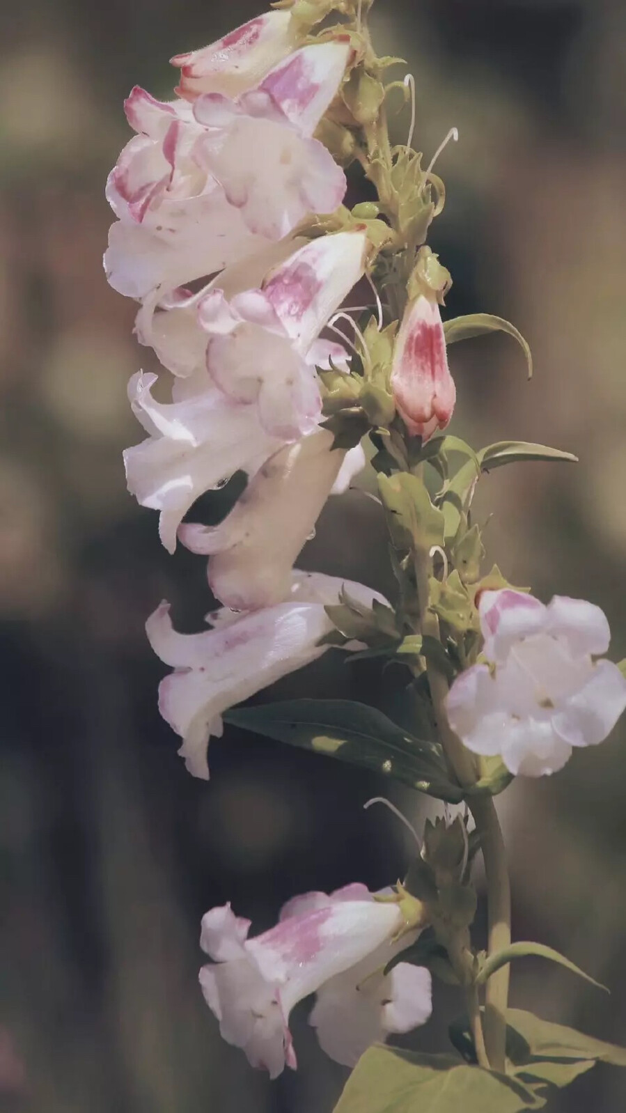 花花草草