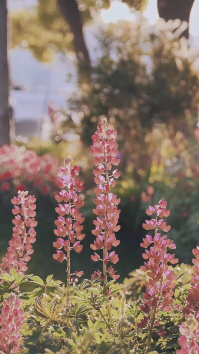 花花草草