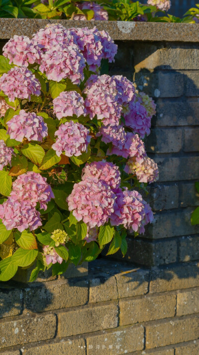 [cp]别担心 总会有光的
摄影：@静泽多摩熊 ​​​