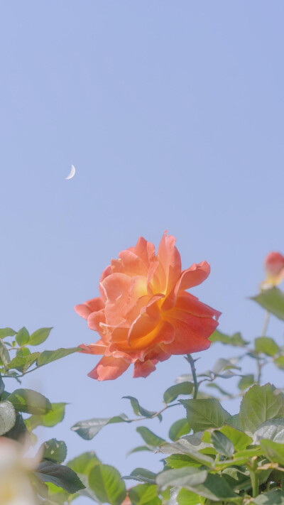 手机壁纸iphone壁纸 堆糖 美图壁纸兴趣社区