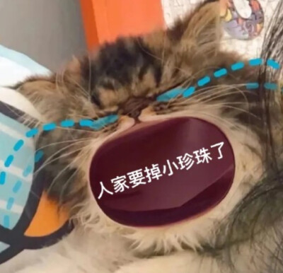 大嘴猫