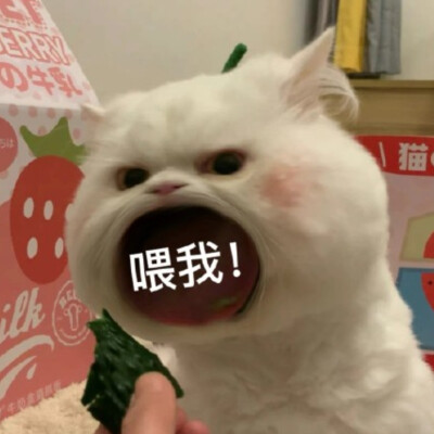 大嘴猫表情包