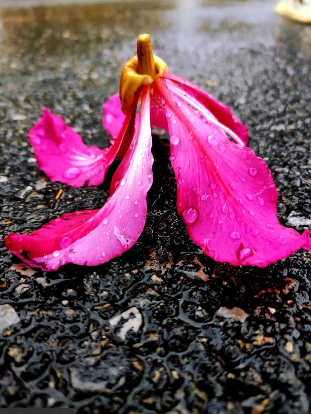 零星几朵，挂在枝头上，却让人看到春天的希望。