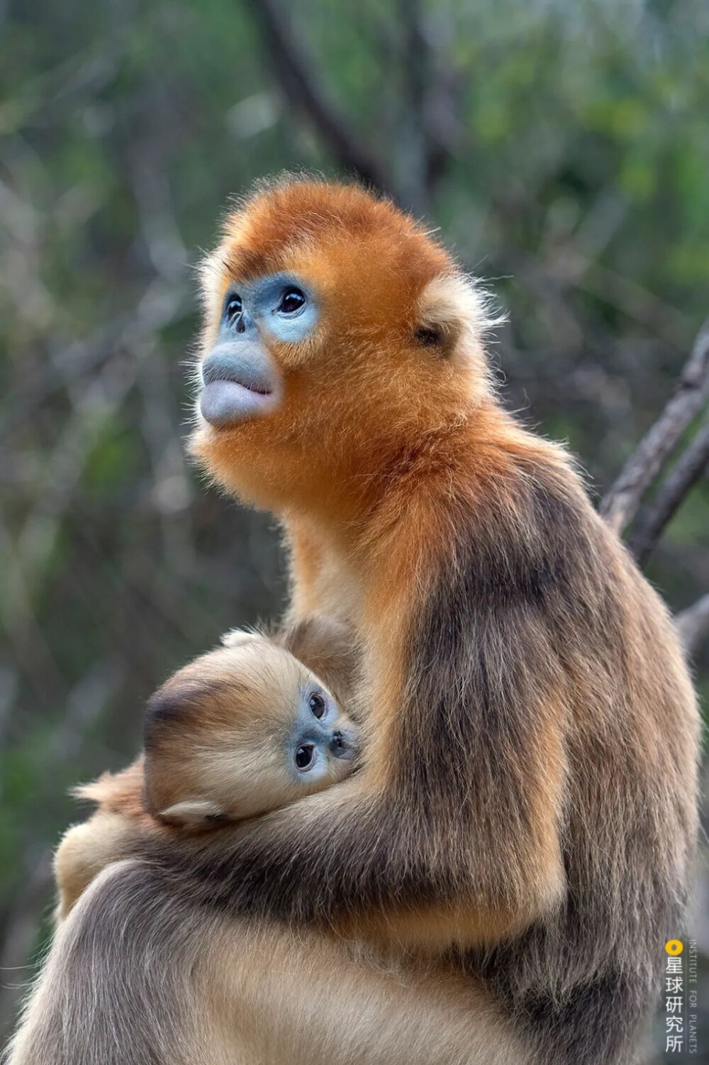 川金丝猴母子,摄影师@薛康