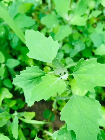 苋科藜属，一年生草本植物，繁殖能力强，能长至一米多高，会影响作物的生长，常被当做杂草。