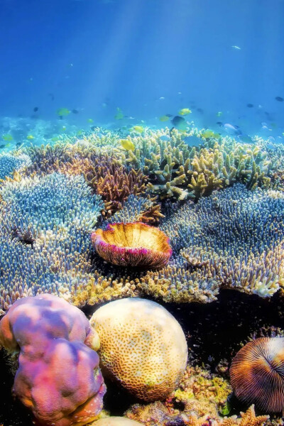 珊瑚。@视觉中国