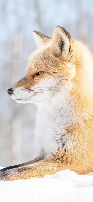 狐狸 北极狐 堆糖 美图壁纸兴趣社区