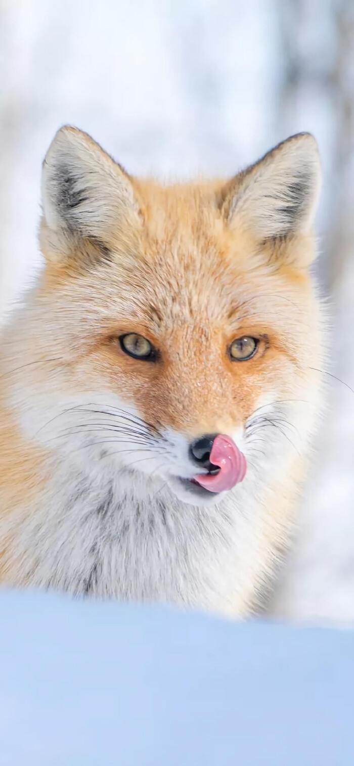 狐狸 堆糖 美图壁纸兴趣社区