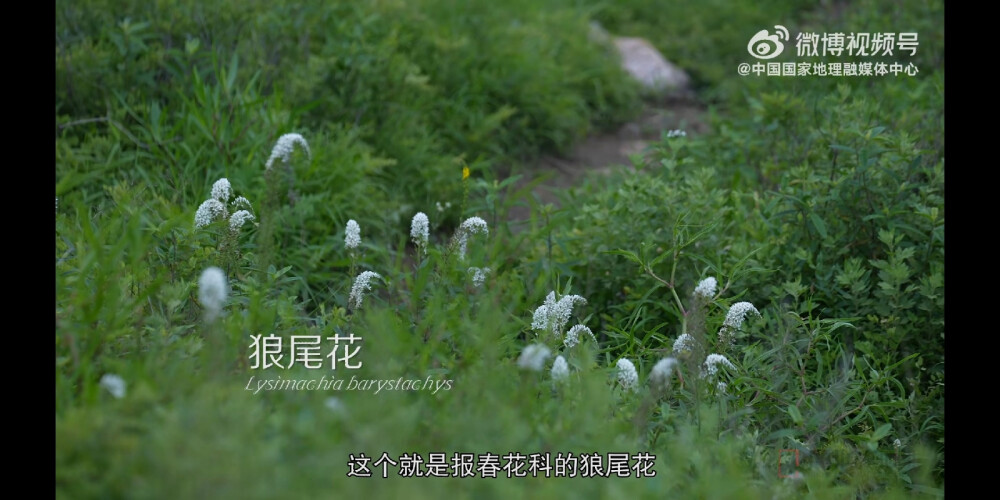 狼尾花