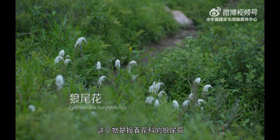 狼尾花