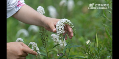 狼尾花