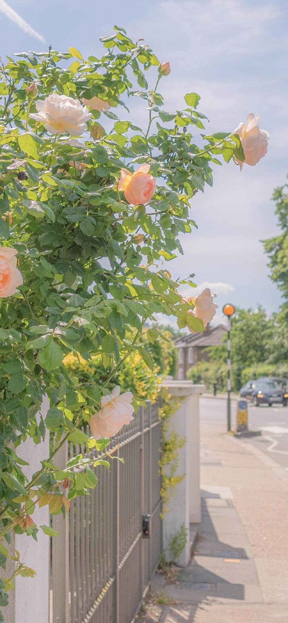 花花草草