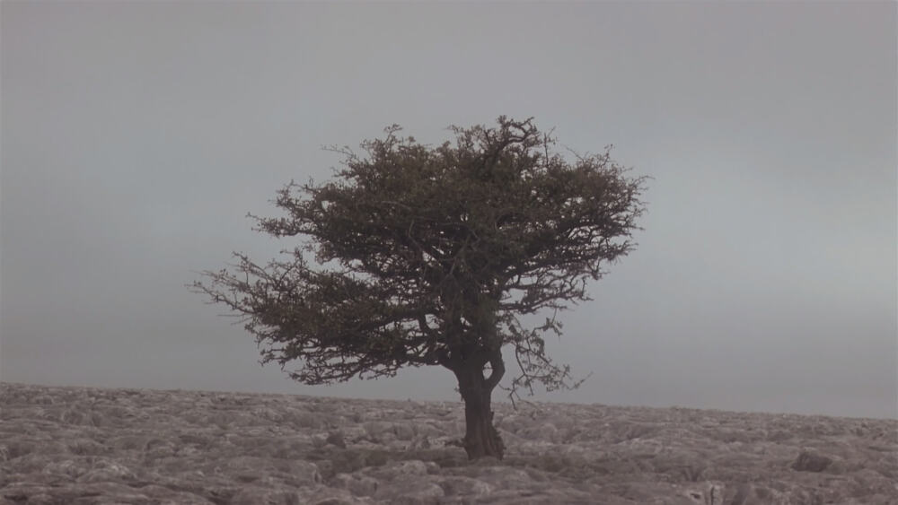 Wuthering Heights| 呼啸山庄（1992） ​​​