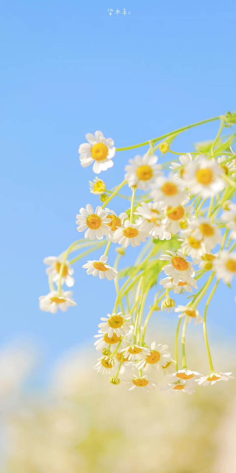 不知名的街角总是开满鲜花
「 洋甘菊.spring 」#立春# ​
摄影@梁木辛_