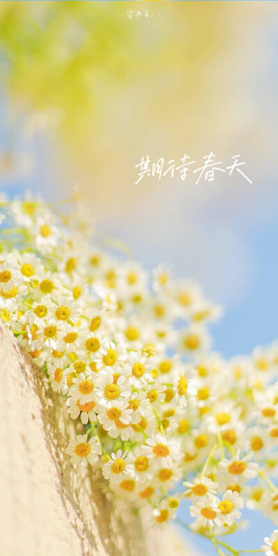 不知名的街角总是开满鲜花
「 洋甘菊.spring 」#立春# ?
摄影@梁木辛_