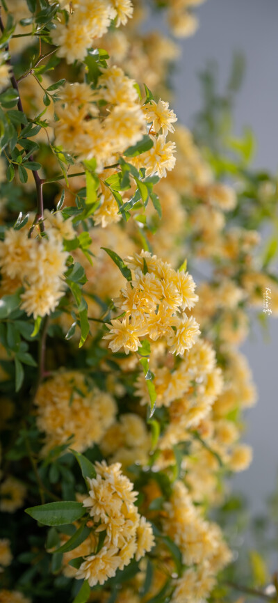 春日花园
摄影：@Kelvin李