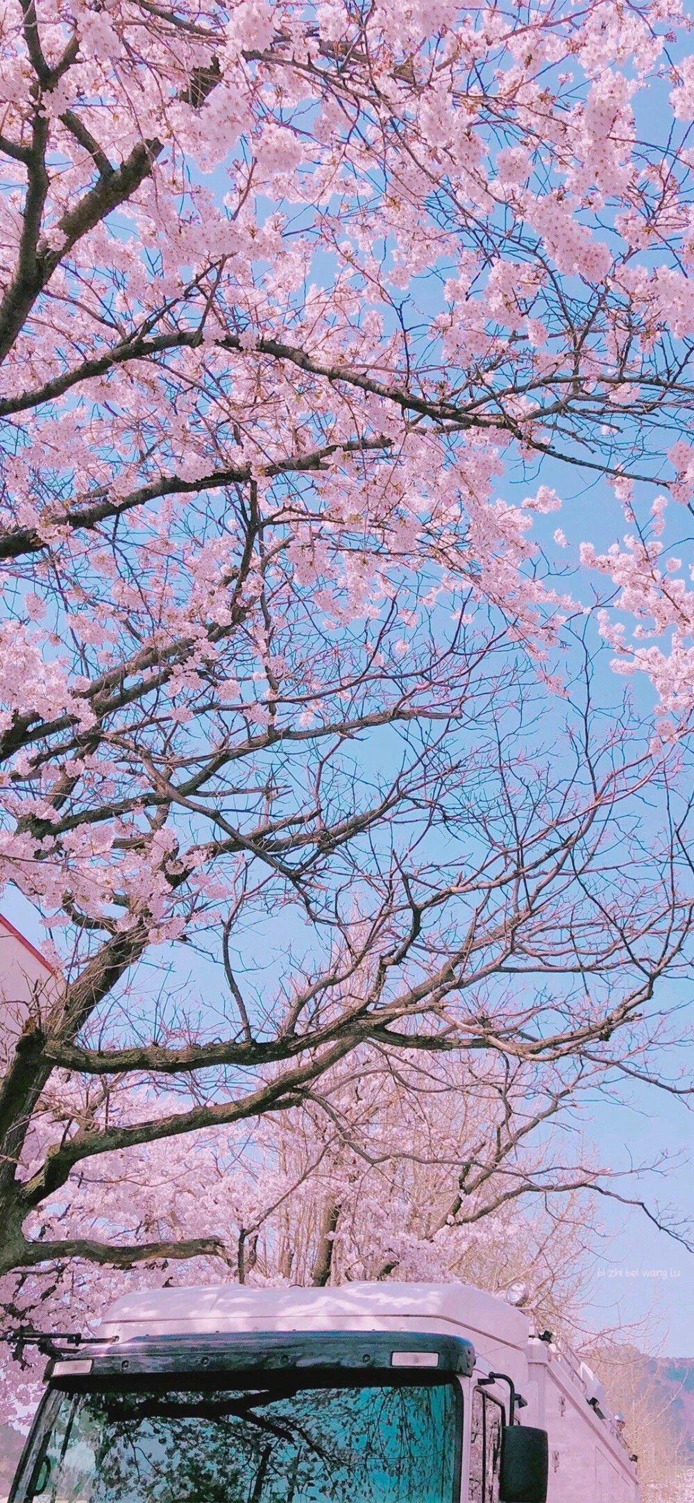 壁纸